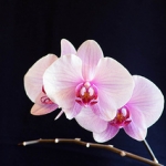 pink-phalaenopsis.jpg