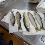 DSC00743.jpg